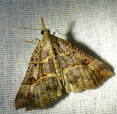 Hypena edictalis