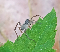 Lycosidae
