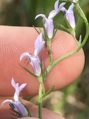 Lobelia canbyi