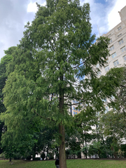 Metasequoia