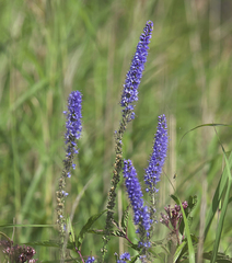 Veronica rotunda subintegra