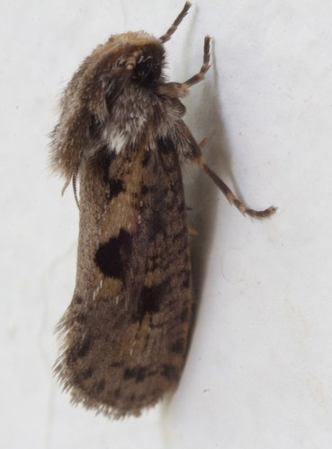 Clemens' Grass Tubeworm Moth
