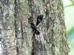 Pristaulacus fasciatus