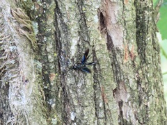 Pristaulacus fasciatus