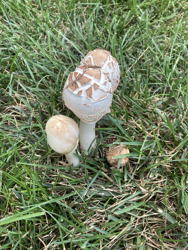 field mushrooms and allies from Colfax Rd, Springfield, NJ, US on