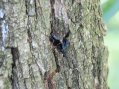 Pristaulacus fasciatus