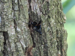 Pristaulacus fasciatus