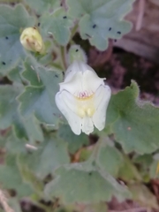 Asarina procumbens