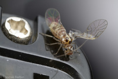 Teliapsocus conterminus