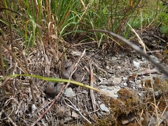 Coronella austriaca austriaca