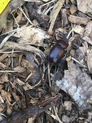 Lucanus