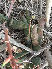 Gasteria disticha