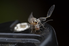 Teliapsocus conterminus