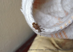 Mimographus