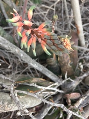Gasteria disticha
