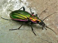 Carabus solieri
