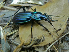 Carabus solieri