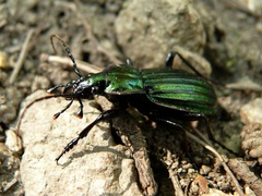 Carabus solieri