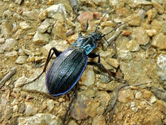 Carabus solieri