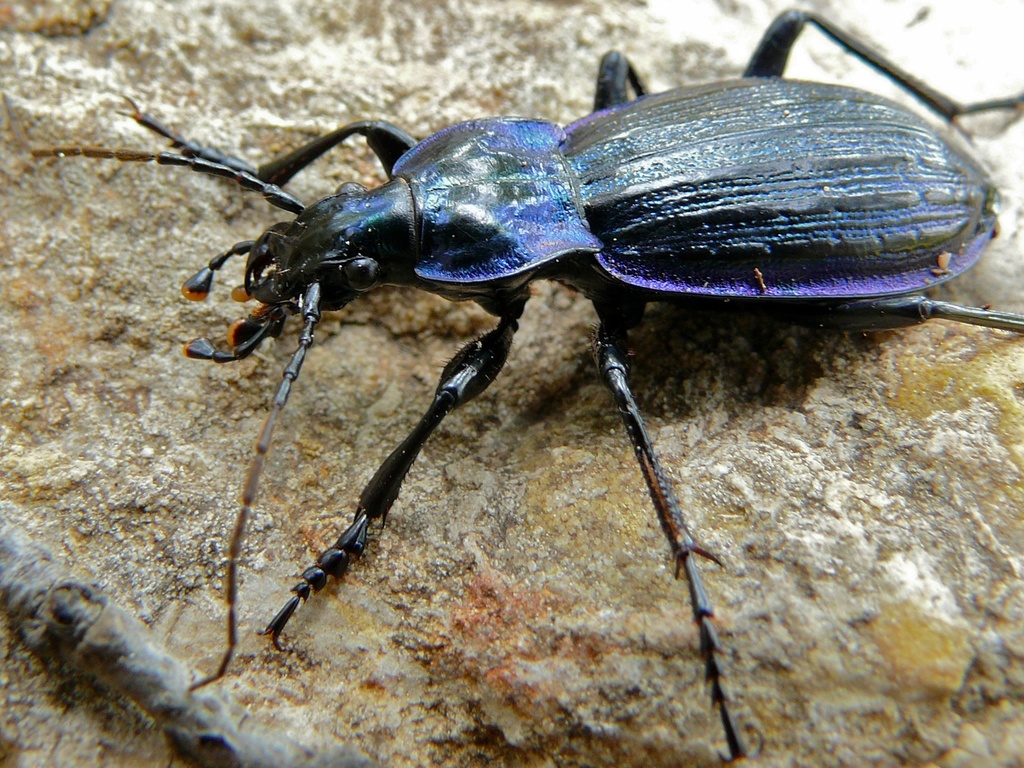 Carabus solieri