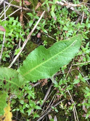 Rumex pseudonatronatus