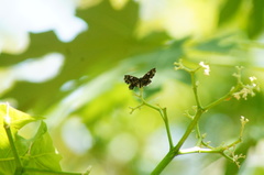 Calydna venusta venusta
