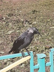 Corvus monedula