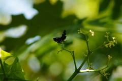 Calydna venusta venusta