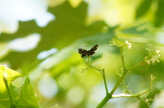 Calydna venusta venusta
