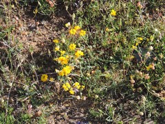 Coronilla minima