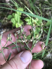 Sericocarpus linifolius