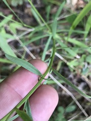 Sericocarpus linifolius