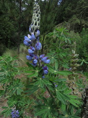 Lupinus reflexus
