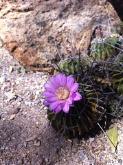 Echinofossulocactus lamellosus