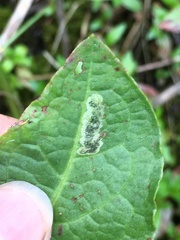 Pegomya bicolor