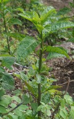 Pokeweed mosaic virus