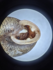 Triodopsis tridentata