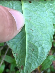 Pegomya bicolor