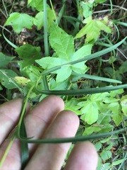 Eurybia hemispherica
