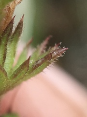 Euphrasia hudsoniana
