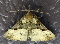 Hypena edictalis