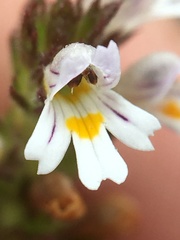 Euphrasia hudsoniana