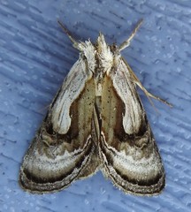 Chrysanympha formosa