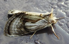 Chrysanympha formosa