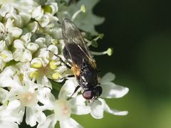 Cheilosia impressa