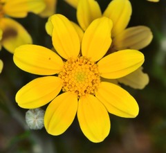 Eriophyllum lanatum achilleoides