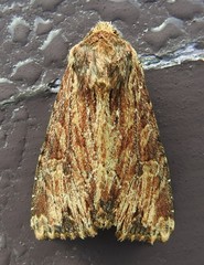 Apamea lignicolora