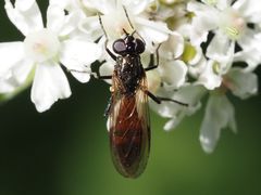 Spazigaster ambulans