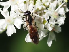 Spazigaster ambulans