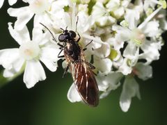 Spazigaster ambulans